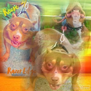 Meet your Posher, Bull